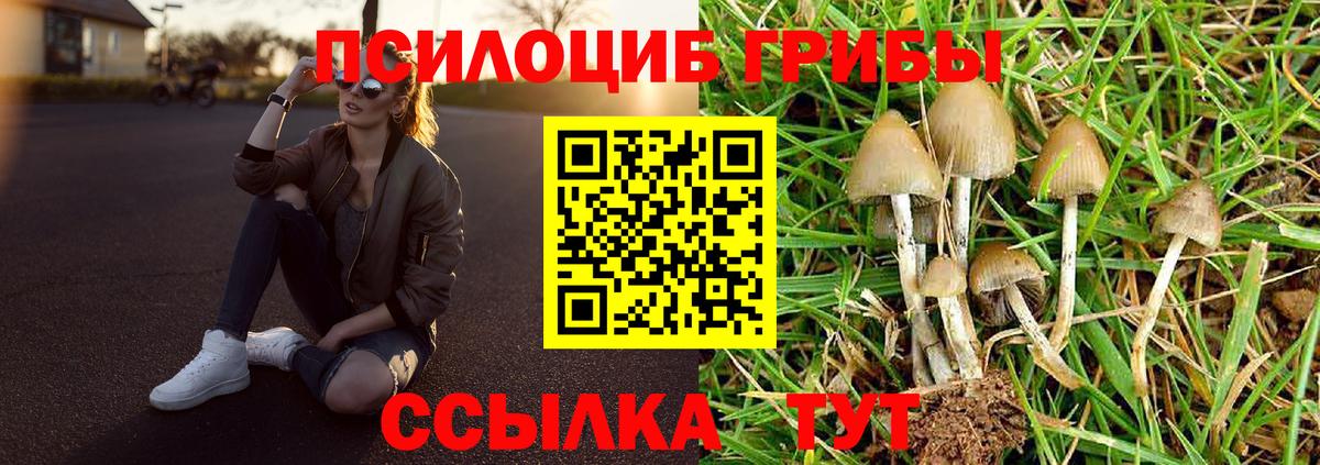 Галлюциногенные грибы Psilocybe Клин